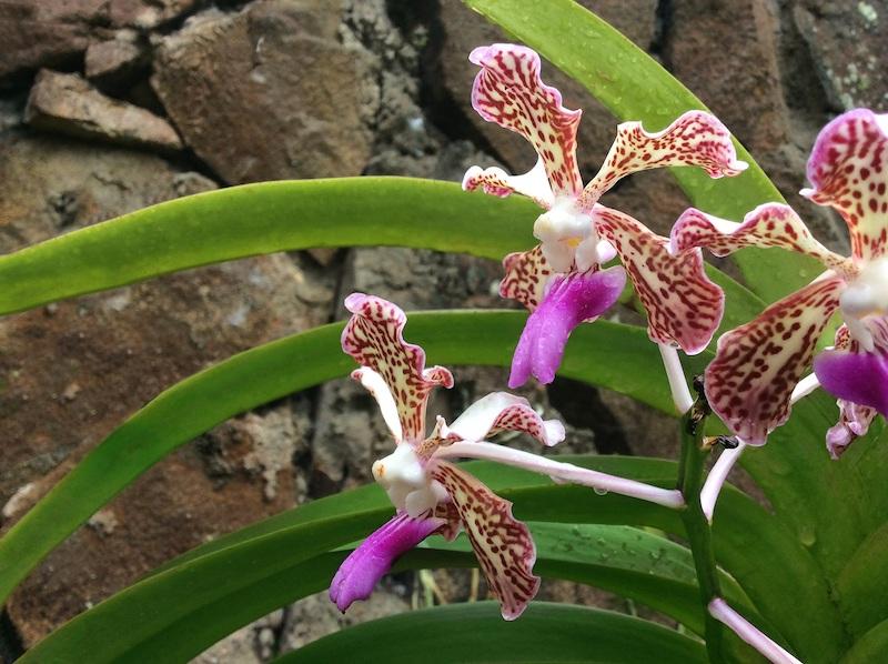 Vanda-Orchideen