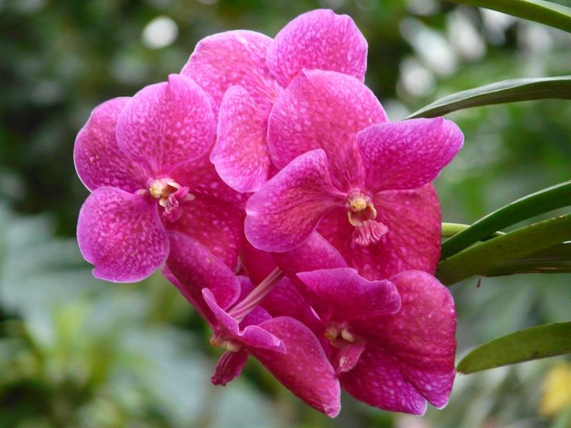 Vanda-Orchideen