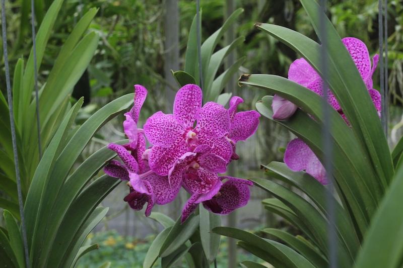 Vanda-Orchideen