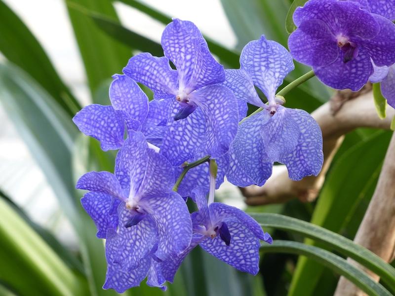Vanda-Orchideen