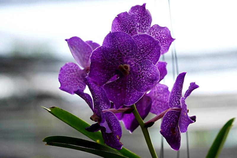 Vanda-Orchideen