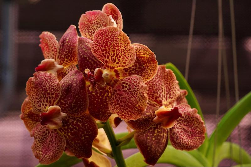 Vanda-Orchideen