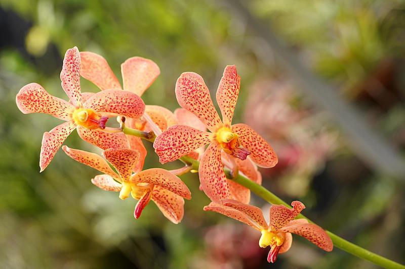 Vanda-Orchideen