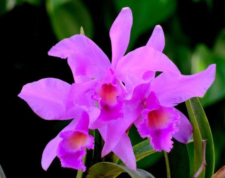 Best of Orchideen – die schönsten Orchideen­arten