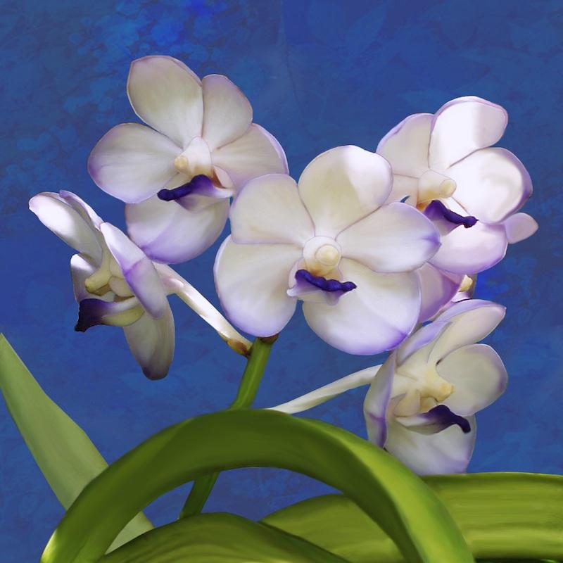 Vanda-Orchideen
