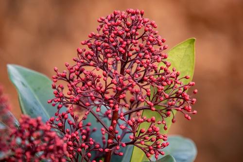 Die Blüten sind noch in Knospen