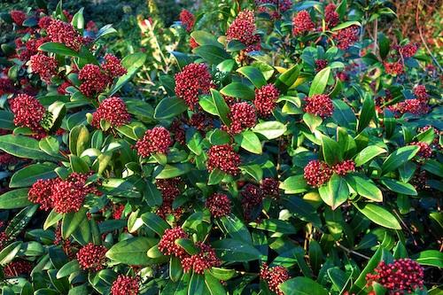 Skimmia japonica 'Rubella'