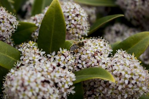 Männliche Blüten-Skimmie