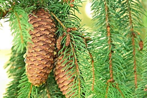 Weihnachtsbaum-Arten! Welche ist richtig für mich?