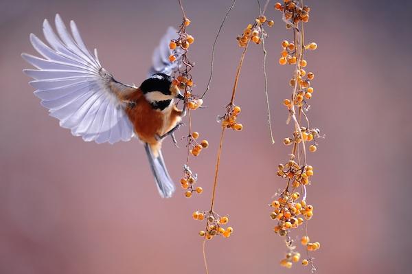 Vogel im Anflug