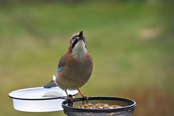 Futterstelle mit Wasser