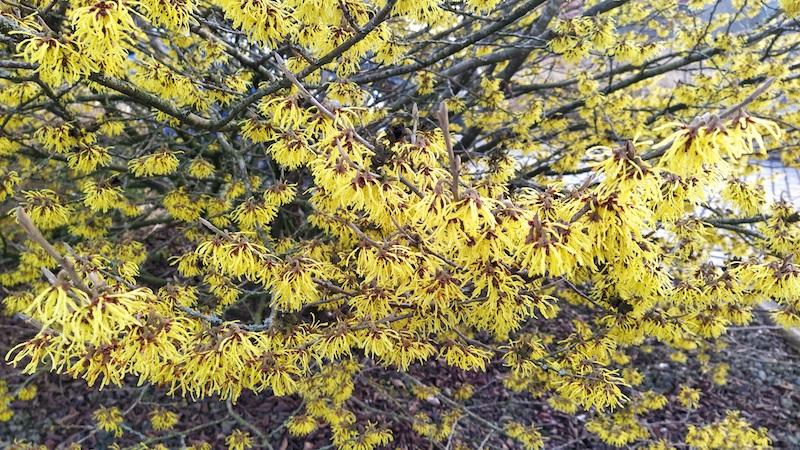 Hamamelis viele Blüten