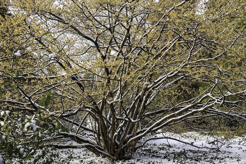 Hamamelis großer Strauch