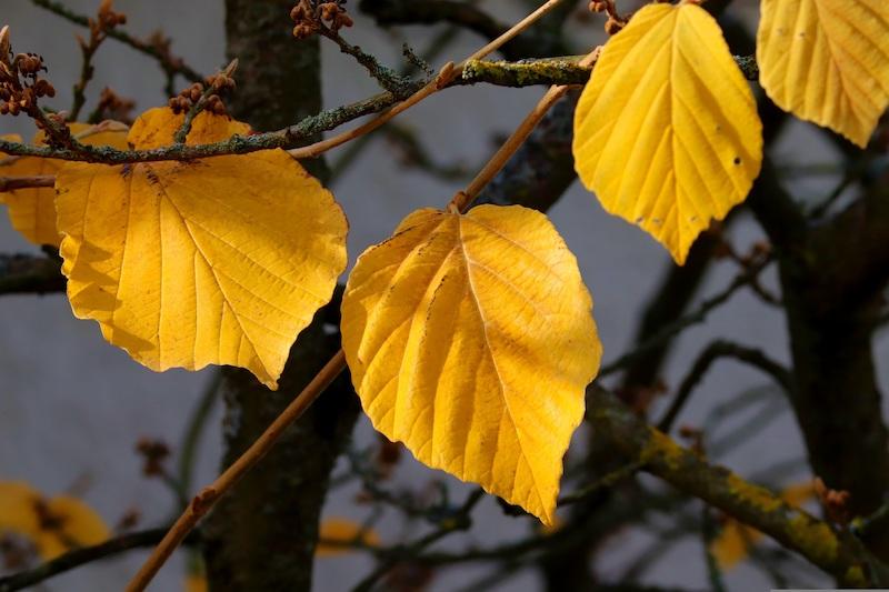 Zaubernuss (Hamamelis) – Die Königin der Winterblüher