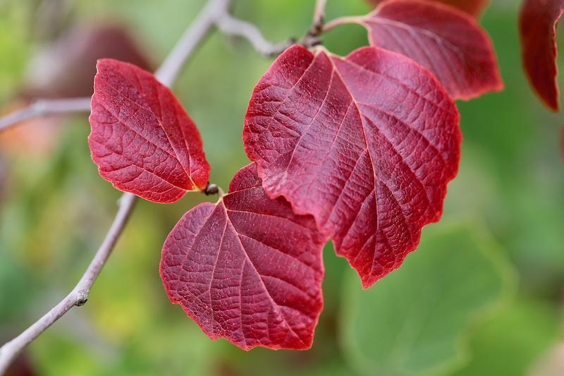 Zaubernuss (Hamamelis) – Die Königin der Winterblüher