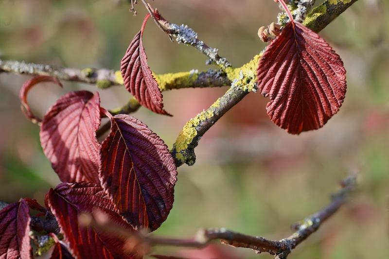 Zaubernuss (Hamamelis) – Die Königin der Winterblüher