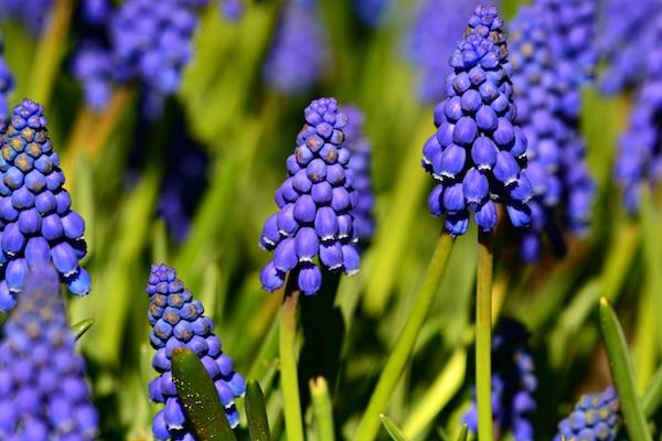 Muscari