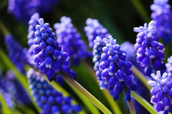 Muscari