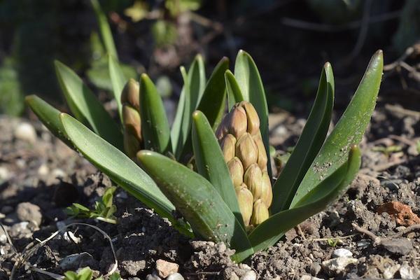 Freude im Frühling