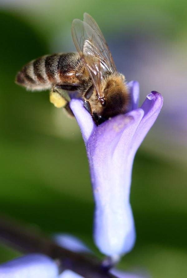 Bienenmagnet