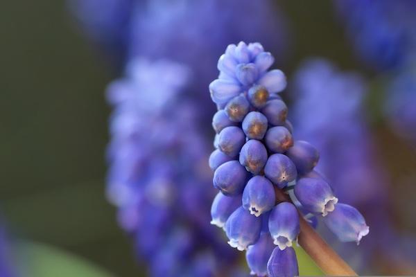 Muscari