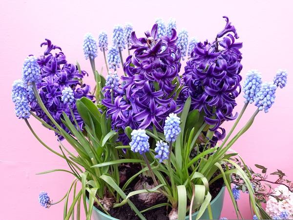 Muscari