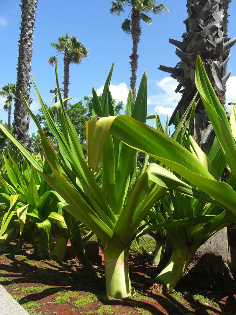 Outdoor-Yuccas Outdoor-Yuccas