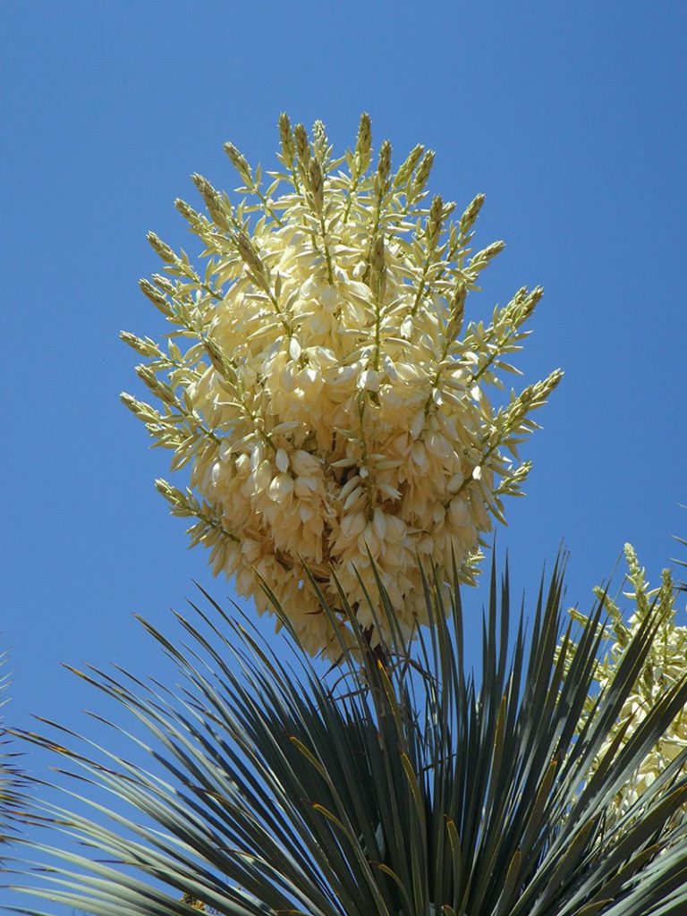Yucca-Palmen in der Natur in Mexiko Yucca-Palmen in der Natur in Mexiko