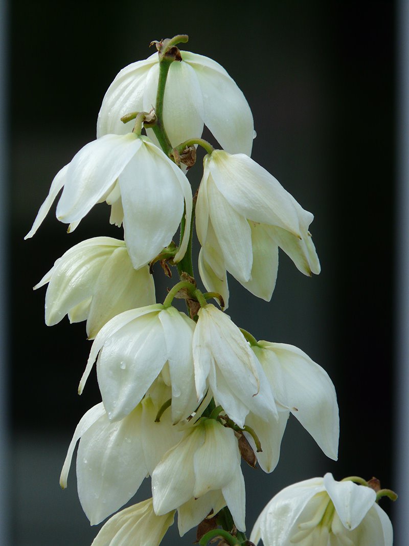Die Blüten sehen aus wie Maiglöckchen Die Blüten sehen aus wie Maiglöckchen