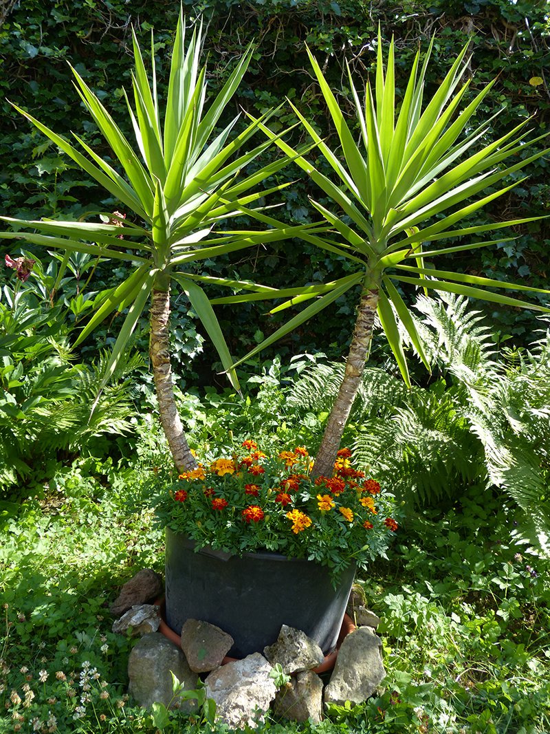 Yuccas stehen im Sommer draußen Yuccas stehen im Sommer draußen