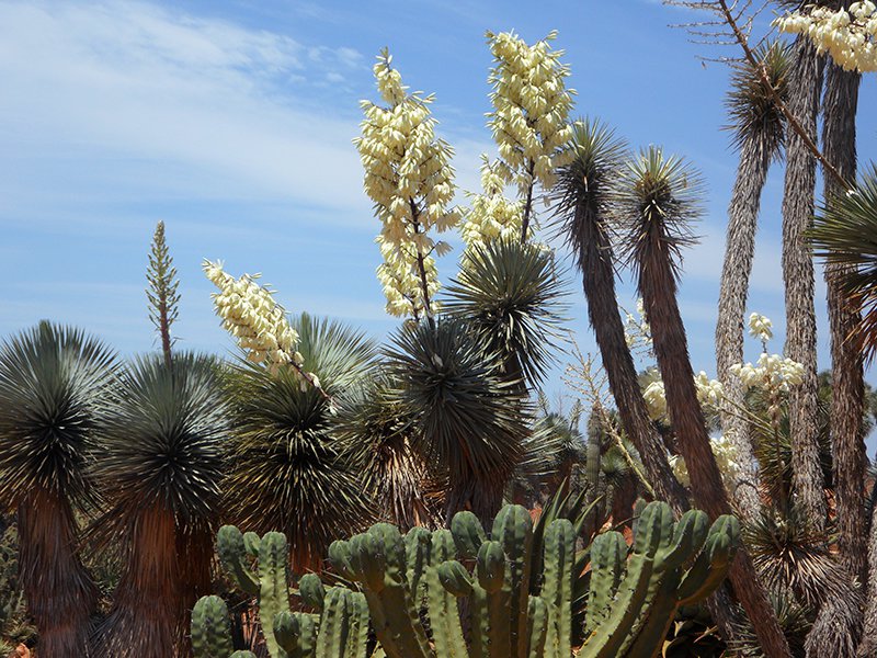 Blühende Yuccas in ihrer Heimat